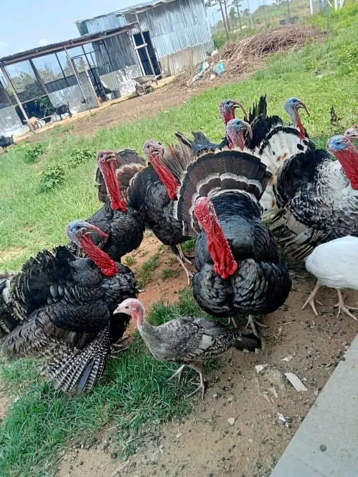 Turkey