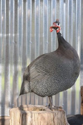 Guinea Fowl
