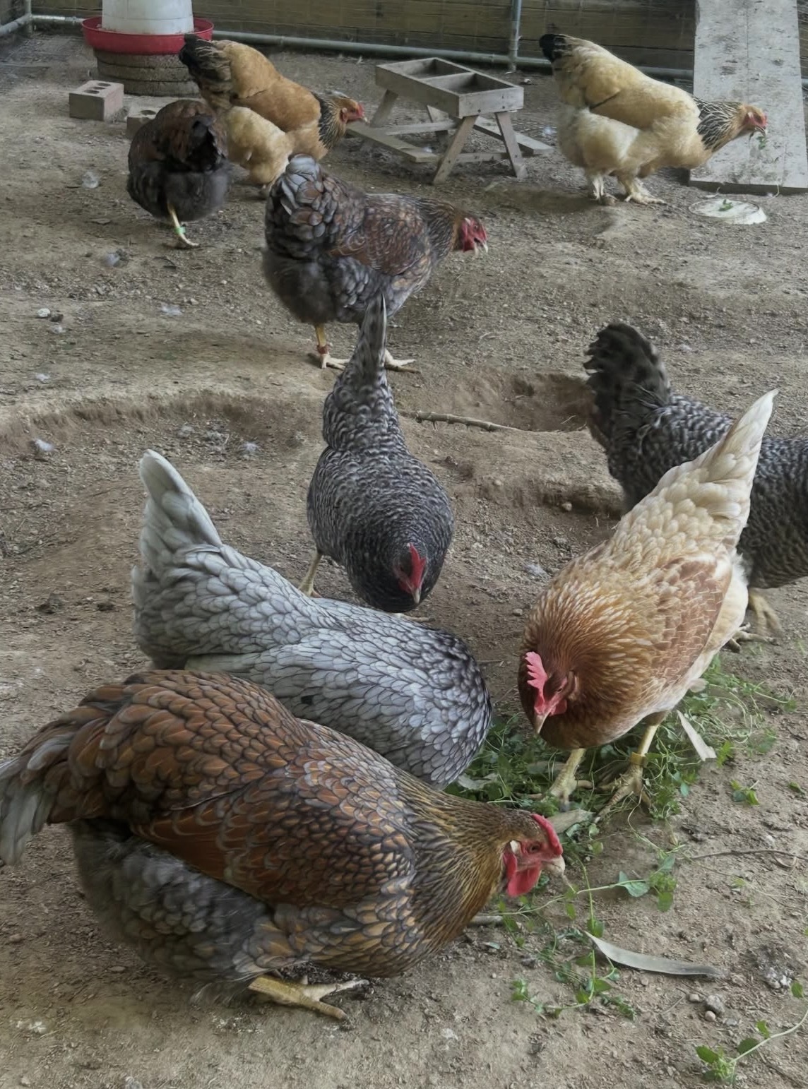 Hen